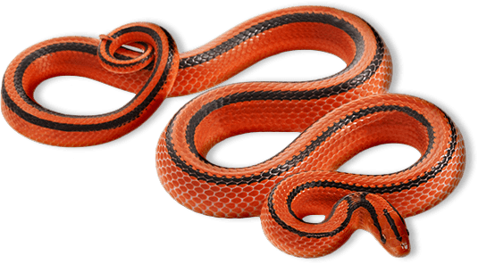 Image is not available